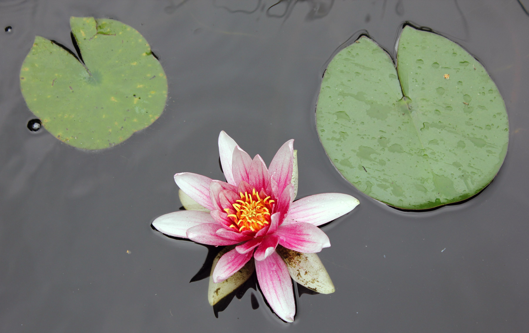 Seerose im Gartenteich